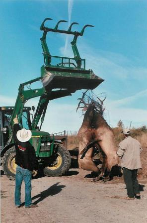 Locked Elk being lifted