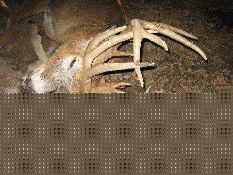 Locked Antlers