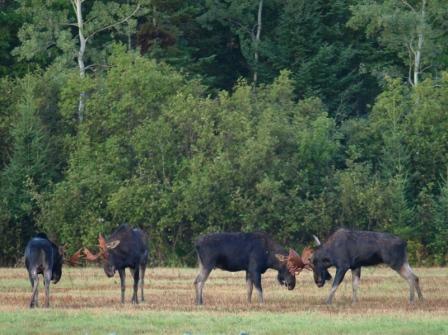 Maine Moose Fighting