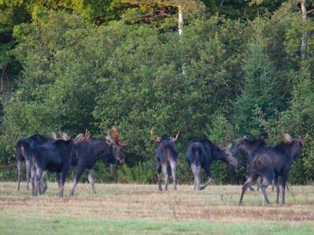 Maine Moose in Field