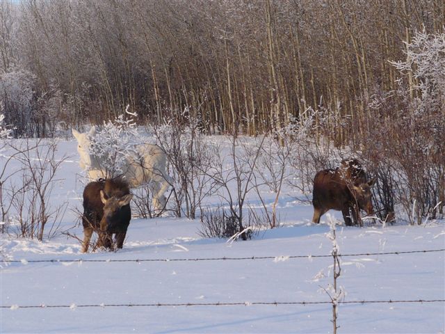 Albino Moose