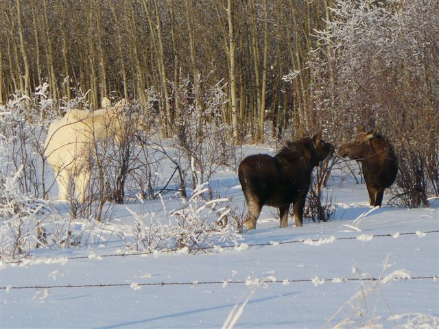 Albino Moose