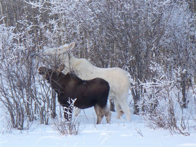 Albino Moose